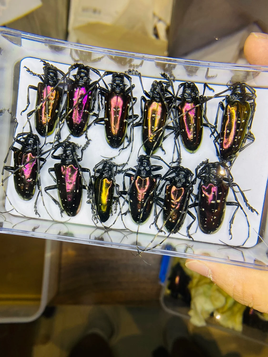 Вьетнам Dicronorhina Debyana З – обзор и цена Home Decor Vietnam